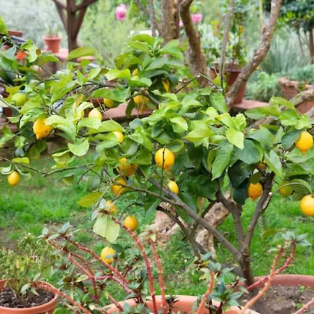 Apartamento Il Piccolo Eden